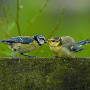 Redwell   June   2016 (562 Of 659).jpg